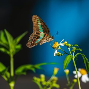 ARTISTIC MACRO PHOTOGRAPHY FROM Scratch