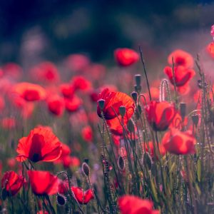 LANDSCAPE AND NATURE PHOTOGRAPHY. BASICS